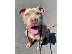 Mountain Dew*, American Pit Bull Terrier For Adoption In Pomona, California