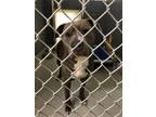 Lele, American Pit Bull Terrier For Adoption In Sylva, North Carolina