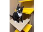 Chowder, Domestic Shorthair For Adoption In Maryville, Missouri