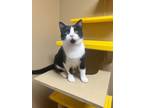 Quimby, Domestic Shorthair For Adoption In Maryville, Missouri