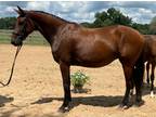 2016 Bay Elite Eligible Hanoverian mare In Foal