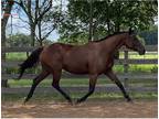2012 Oldenburg Approved Thoroughbred Mare in Foal