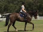 2005 Bay Dutch Warmblood Mare in Foal to Qredit