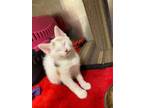 Lena, Domestic Shorthair For Adoption In Guelph, Ontario