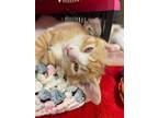 Nia, Domestic Shorthair For Adoption In Guelph, Ontario