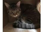 Kenzie, Domestic Shorthair For Adoption In Williamstown, Kentucky