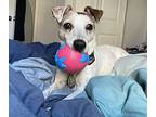 Sarah, Jack Russell Terrier For Adoption In Toronto, Ontario