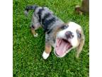 Adopt Gumball Adoption Pending a Tricolor (Tan/Brown & Black & White) Beagle /