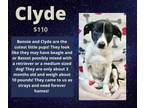 Adopt Clyde a Beagle, Pit Bull Terrier