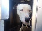 Adopt NEO a Pit Bull Terrier, Mixed Breed