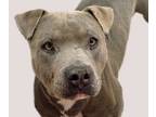 Adopt SLATE* a Pit Bull Terrier