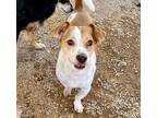 Adopt ROCKO a Beagle, Staffordshire Bull Terrier