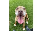 Adopt RYDER a Pit Bull Terrier