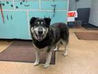 Adopt Speckles a Husky, Mixed Breed