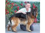 Adopt *Belle von Belum" a German Shepherd Dog