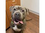 Adopt Scooby a Pit Bull Terrier