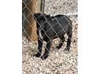 Adopt Omaha and Juno a Black Labrador Retriever