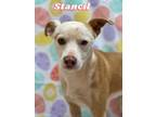 Adopt Stancil a American Staffordshire Terrier