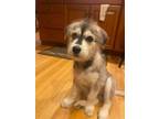 Adopt Uhtred a Siberian Husky, Terrier
