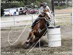AQHA Gelding For Lease