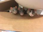 Adopt Scabbers, Black, & Scooby Doo a Rat