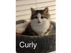 Adopt Curly a Domestic Long Hair, Tabby