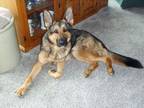 Adopt Rajah a German Shepherd Dog