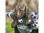 Adopt Samson a Labrador Retriever, German Shepherd Dog