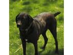 Adopt Lucy Lab a Labrador Retriever
