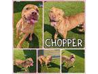 Adopt Chopper a Pit Bull Terrier