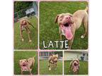 Adopt Latte a Pit Bull Terrier