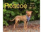 Adopt Roscoe a Terrier