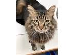 Adopt Hobo a Maine Coon, Domestic Long Hair