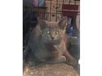 Adopt Greystoke a Chartreux, Domestic Short Hair