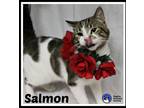 Adopt Salmon a Domestic Short Hair