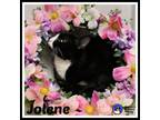 Adopt Jolene* a Domestic Short Hair