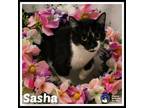 Adopt Sasha* a Domestic Short Hair