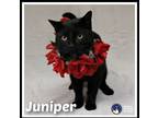 Adopt Juniper* a Domestic Short Hair