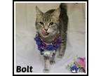 Adopt Bolt* a Domestic Short Hair