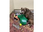 Adopt Popeye a Pit Bull Terrier, Mixed Breed