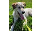 Adopt Kai a Great Pyrenees, Cattle Dog
