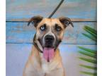 Adopt Maple a Black Mouth Cur, Mixed Breed
