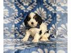 Cavapoo PUPPY FOR SALE ADN-389059 - Adorable Cavapoo Puppy