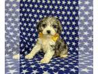Cavapoo PUPPY FOR SALE ADN-389060 - Adorable Cavapoo Puppy