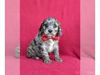 Cavapoo PUPPY FOR SALE ADN-389073 - Adorable Cavapoo Puppy