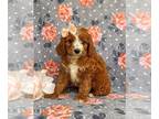 Cavapoo PUPPY FOR SALE ADN-389084 - Adorable Cavapoo Puppy