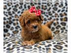 Cavalier King Charles Spaniel-Cavapoo Mix PUPPY FOR SALE ADN-389112 - Frosting