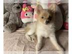 Pomeranian PUPPY FOR SALE ADN-389257 - Lea