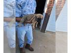 Mastiff PUPPY FOR SALE ADN-389402 - English Mastiff Puppies