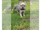 French Bulldog PUPPY FOR SALE ADN-389517 - Adorable girl from Europe